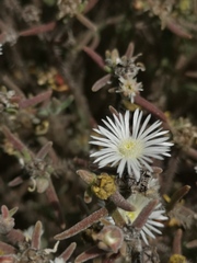 Drosanthemum calycinum