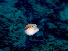 Canthigaster bennetti