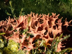 Dendrilla cactos