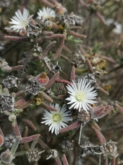 Drosanthemum calycinum