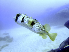 Dicotylichthys punctulatus