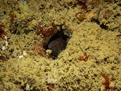 Parablennius tasmanianus