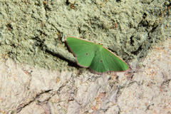 Chlorocoma cadmaria