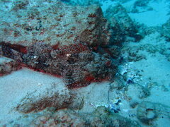 Scorpaenopsis oxycephalus