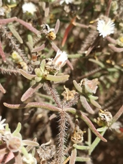 Drosanthemum calycinum