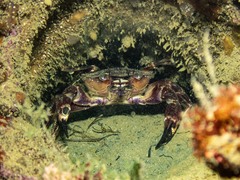 Nectocarcinus integrifrons