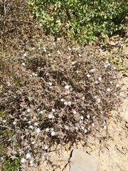 Drosanthemum calycinum