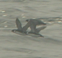 Synthliboramphus antiquus