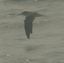 Calonectris leucomelas