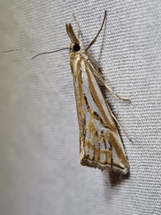 Hednota pleniferellus