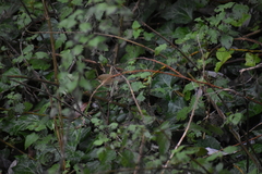 Phylloscopus collybita