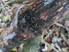 Calycina claroflava