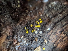 Calycina claroflava