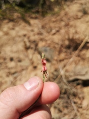 Indigofera psoraloides