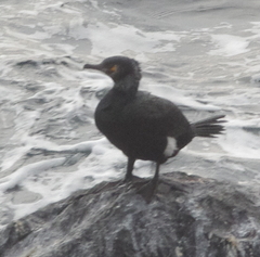 Phalacrocorax capillatus