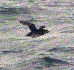 Cerorhinca monocerata