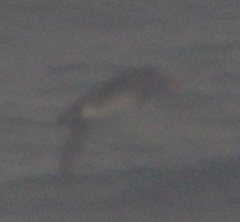 Cerorhinca monocerata