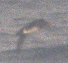 Cerorhinca monocerata