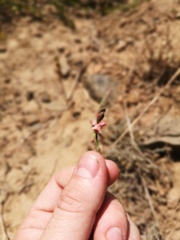 Indigofera psoraloides