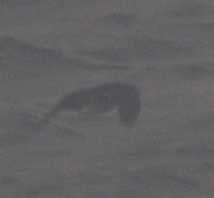 Cerorhinca monocerata