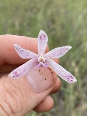 Dipodium elegantulum