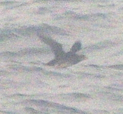 Cerorhinca monocerata