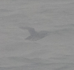 Cerorhinca monocerata