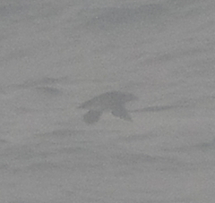 Cerorhinca monocerata