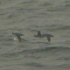 Synthliboramphus antiquus