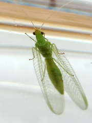 Chrysoperla carnea