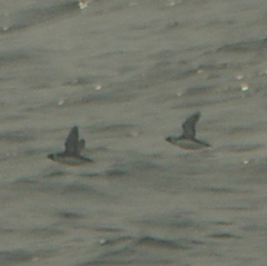 Synthliboramphus antiquus