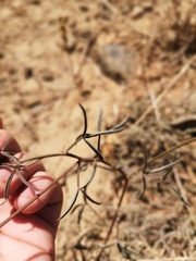 Indigofera psoraloides