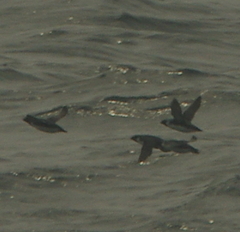 Synthliboramphus antiquus