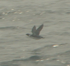 Synthliboramphus antiquus