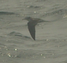 Calonectris leucomelas