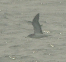 Calonectris leucomelas