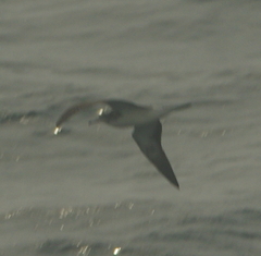 Calonectris leucomelas