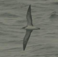 Calonectris leucomelas