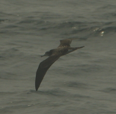 Calonectris leucomelas