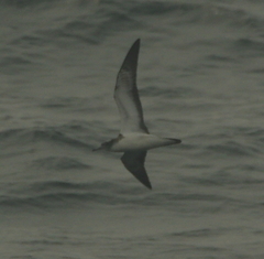Calonectris leucomelas