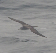 Calonectris leucomelas
