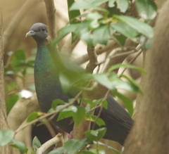Columba janthina