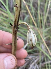 Dipodium elegantulum
