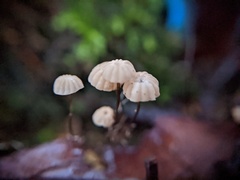 Marasmius