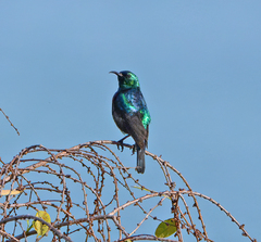Cinnyris bifasciatus