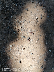 Anoplolepis custodiens