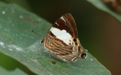 Dicallaneura fulvofasciata