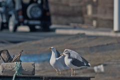 Larus michahellis atlantis