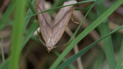 Petrophora chlorosata