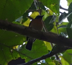 Cyornis tickelliae